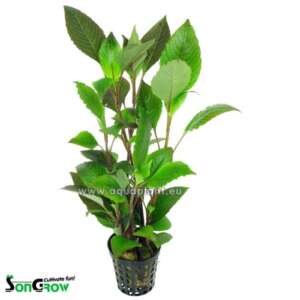 Hygrophila corymbosa