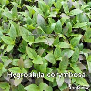 Hygrophila corymbosa
