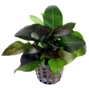 Hygrophila dwarf