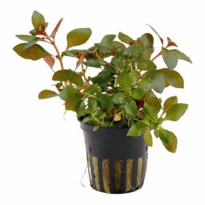 Ludwigia repens Rubin