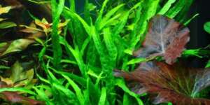 Microsorum minor