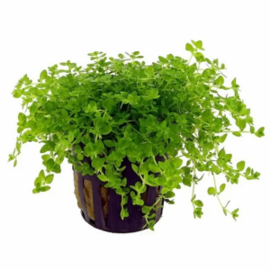 Limnophila sp. Vietnam mini