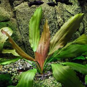 Echinodorus rosé