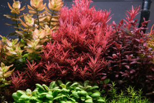 Rotala Vietnam Hra