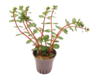 Rotala rotundifolia Orange Juice