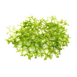 Riccia fluitans InVitro, 100 ml
