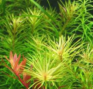 Rotala Boshi - Nanjenshan
