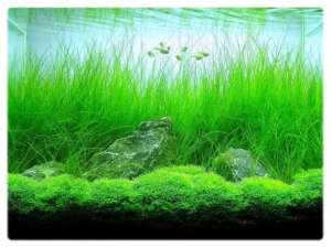 Eleocharis species