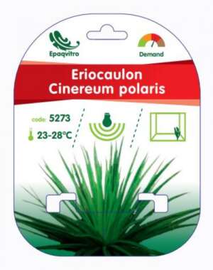 Eriocaulon Cinereum polaris InVitro 100 ml