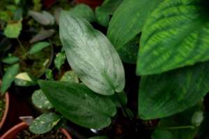 Lagenandra sp green