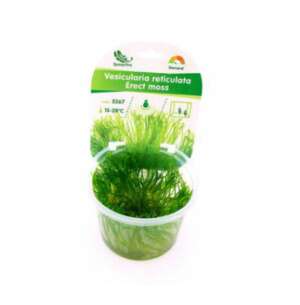 Erect moss (Vesicularia reticulata) InVitro, 100 ml
