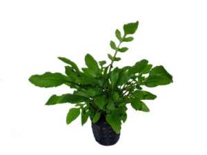 Rorippa aquatica (Syn: Armoracia aquatica)