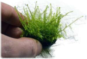 Erect moss (Vesicularia reticulata) InVitro, 100 ml