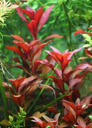Ludwigia repens Rubin