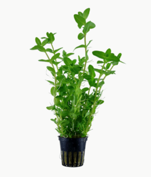 Bacopa caroliniana - Lemon Bacopa
