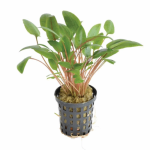 Cryptocoryne species green