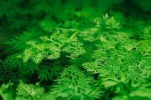 Ceratopteris thalictroides с фини листа