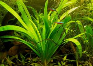 Sagittaria platyphylla