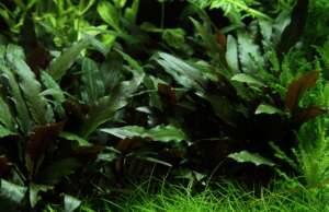 Cryptocoryne moehlmannii