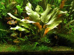 Cryptocoryne blassii