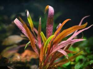 Cryptocoryne costata