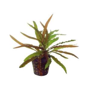 Cryptocoryne costata