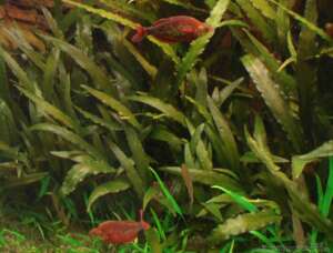 Cryptocoryne indonesii