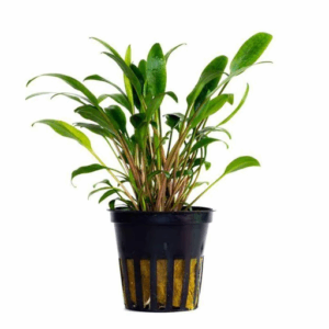 Cryptocoryne lucens