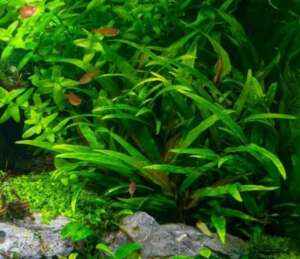 Cryptocoryne lucens