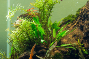 Cryptocoryne lutea