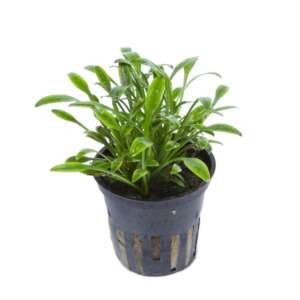 Cryptocoryne parva