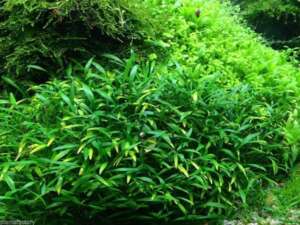 Cryptocoryne parva