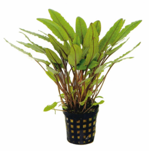 Cryptocoryne petchii