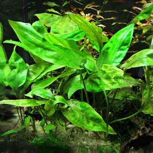 Cryptocoryne pontederifolia