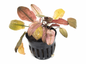 Cryptocoryne sp. Flamingo