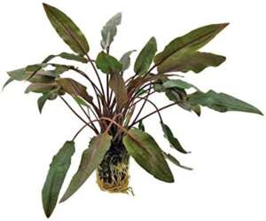 Cryptocoryne species brown