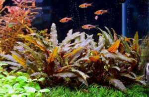 Cryptocoryne wendtii brown