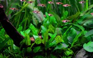 Cryptocoryne species green