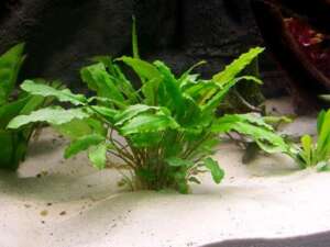 Cryptocoryne undulata