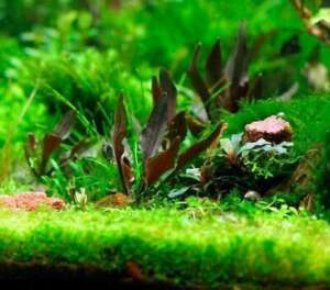 Cryptocoryne walkerii