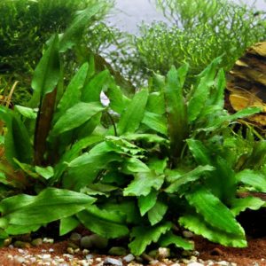Cryptocoryne green crisped leaf