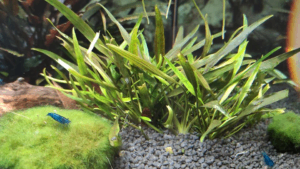 Cryptocoryne x willissii nevellii