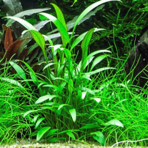 Cryptocoryne willissii