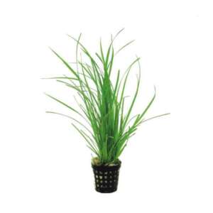 Cyperus helferi