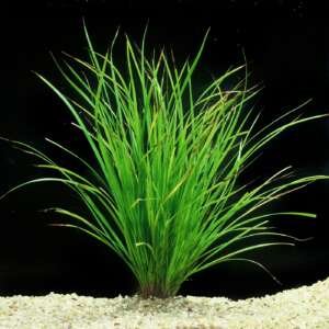 Cyperus helferi