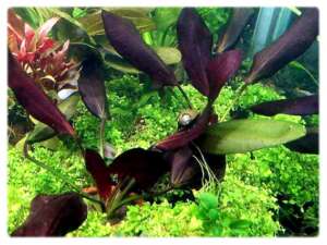 Echinodorus Aflame