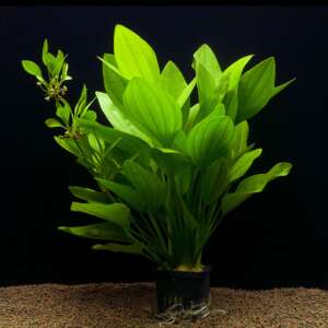 Echinodorus argentinensis