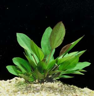 Echinodorus barthii