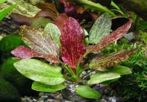 Echinodorus Red Flame