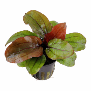 Echinodorus Reni